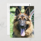 ジャーマンシェパード ポストカード (正面/裏面)