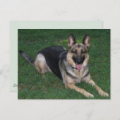 ジャーマンシェパード ポストカード (正面/裏面)