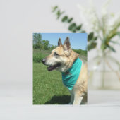 ジャーマンシェパード ポストカード (スタンド正面)