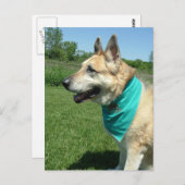 ジャーマンシェパード ポストカード (正面/裏面)