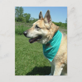 ジャーマンシェパード ポストカード