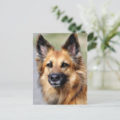 ジャーマンシェパード ポストカード (スタンド正面)