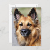 ジャーマンシェパード ポストカード (正面/裏面)