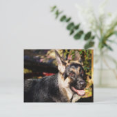 ジャーマンシェパード ポストカード (スタンド正面)