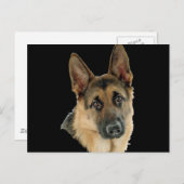 ジャーマン・シェパードによって愛される及び保護されて ポストカード (正面/裏面)