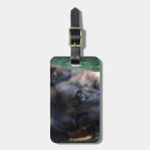 ジャーマン・シェパードのランディのvom Leithawald ラゲッジタグ (正面縦)