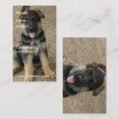 ジャーマン・シェパードの子犬の名刺 名刺 (正面/裏面)