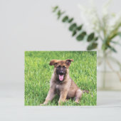 ジャーマン・シェパードの子犬 ポストカード (スタンド正面)