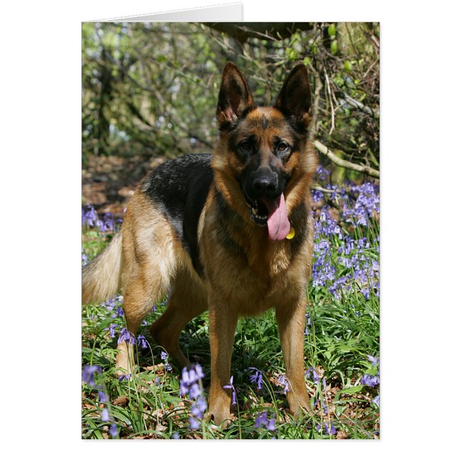 ジャーマン・シェパードの置くこと (正面)