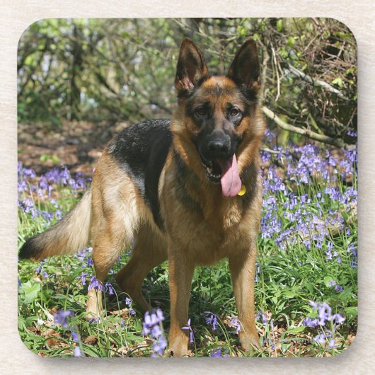 ジャーマン・シェパードの置くこと コースター (正面)