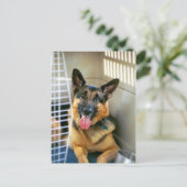 ジャーマン・シェパードの郵便はがき ポストカード (スタンド正面)