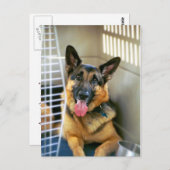 ジャーマン・シェパードの郵便はがき ポストカード (正面/裏面)