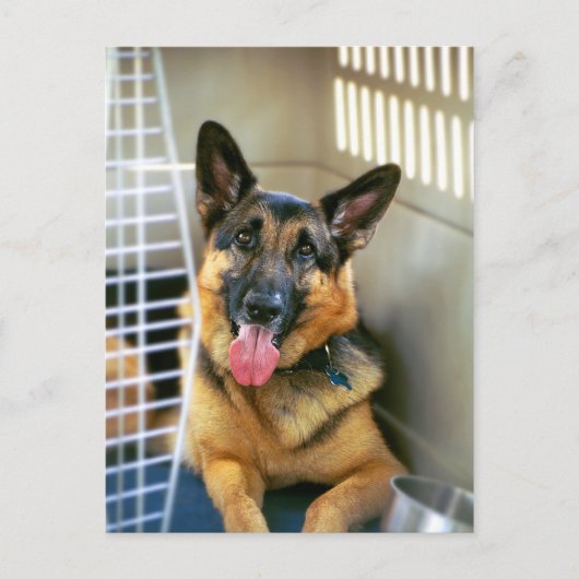 ジャーマン・シェパードの郵便はがき ポストカード (正面)