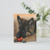 ジャーマン・シェパード犬のデザイン ポストカード (スタンド正面)