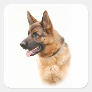 ジャーマン・シェパード犬 スクエアシール