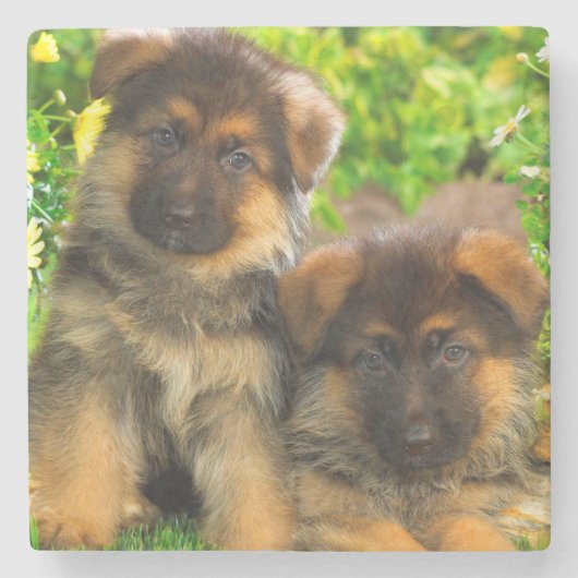 ジャーマン・シェパード ストーンコースター (正面)