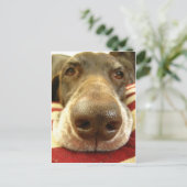 ジャーマン・ショートヘアード・ポインターの鼻 ポストカード (スタンド正面)