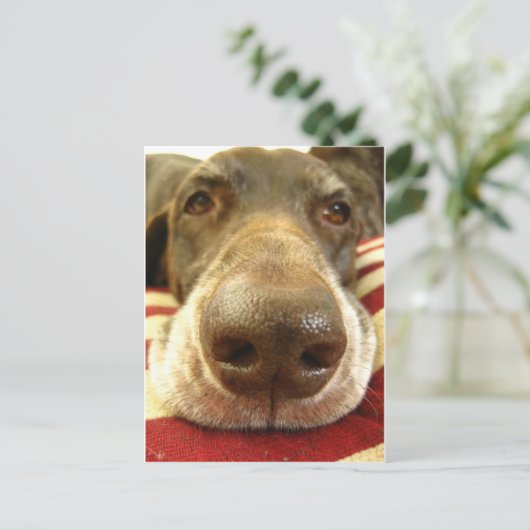 ジャーマン・ショートヘアード・ポインターの鼻 ポストカード (スタンド正面)