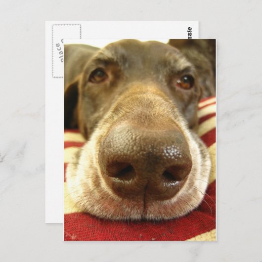 ジャーマン・ショートヘアード・ポインターの鼻 ポストカード (正面/裏面)