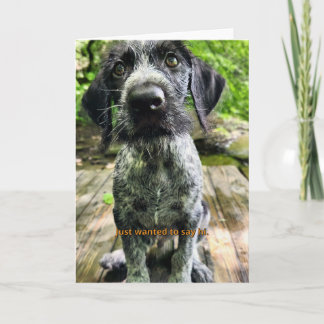 ジャーマン・ワイヤーヘアード・ポインターの子犬 Just Say Hi カード