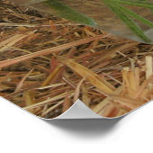 ジャー・オブ・デイジー&ヘイ ポスター (角)