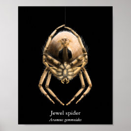 ジュエルスパイダーポスター(セミグロス) ポスター