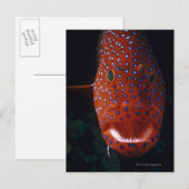 ジュエルハタ、Cephaloopholis miniata ポストカード (正面/裏面)