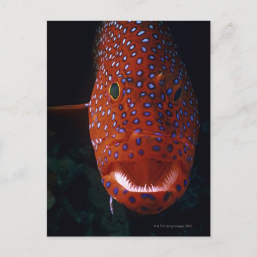 ジュエルハタ、Cephaloopholis miniata ポストカード (正面)
