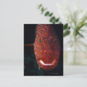 ジュエルハタ、Cephaloopholis miniata ポストカード (スタンド正面)