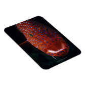 ジュエルハタ、Cephaloopholis miniata マグネット (右側)