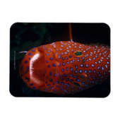 ジュエルハタ、Cephaloopholis miniata マグネット (横)