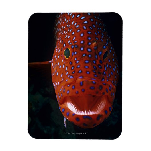 ジュエルハタ、Cephaloopholis miniata マグネット (縦)