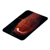 ジュエルハタ、Cephaloopholis miniata マグネット (左側)