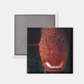 ジュエルハタ、Cephaloopholis miniata マグネット (正面/裏面)