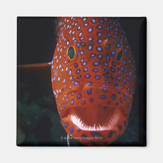ジュエルハタ、Cephaloopholis miniata マグネット (正面)