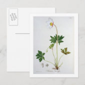 ジュゼップ著「Phytographie Medicale」からのヤブイチゲ ポストカード (正面/裏面)