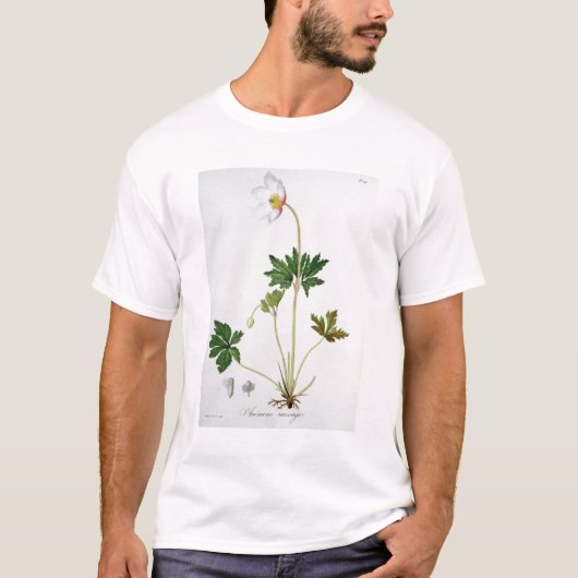 ジュゼップ著「Phytographie Medicale」からのヤブイチゲ Tシャツ (正面)