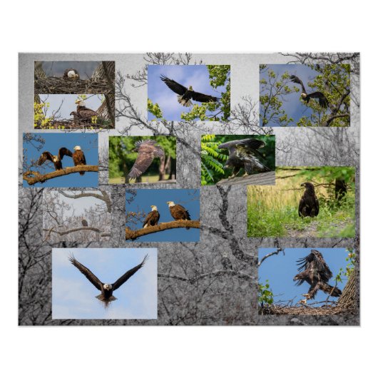 ジュニアを育てるハゲワシ ポスター (正面)