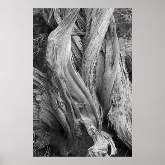 ジュニパートランク ポスター (正面)