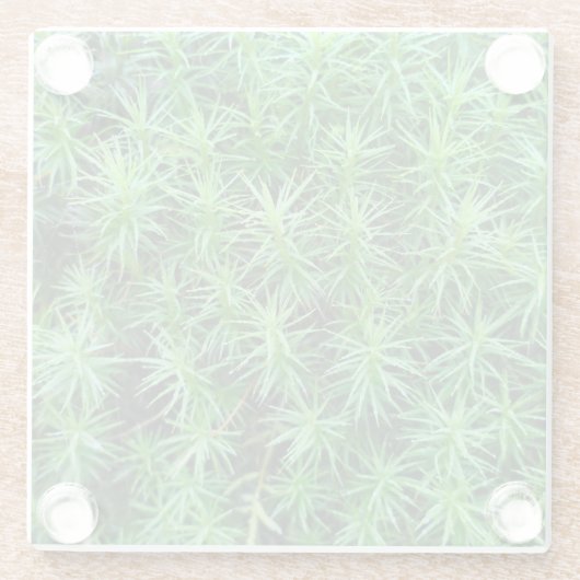 ジュニパーヘアキャップモス ガラスコースター (裏面)