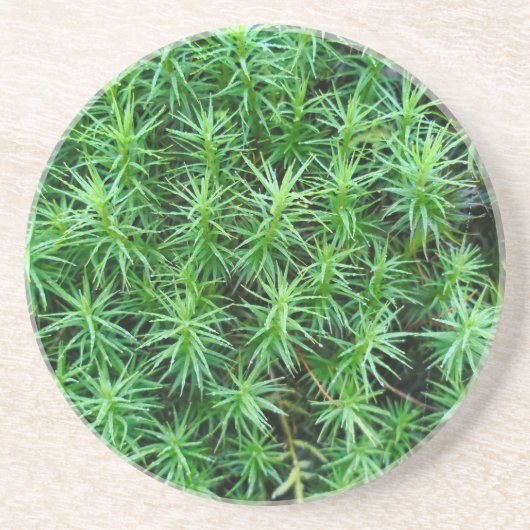 ジュニパーヘアキャップモス コースター (正面)