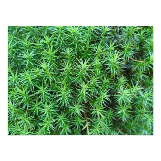 ジュニパーヘアキャップモス フォトプリント            (正面)