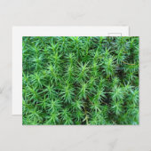 ジュニパーヘアキャップモス ポストカード (正面/裏面)