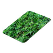 ジュニパーヘアキャップモス マグネット (左側)