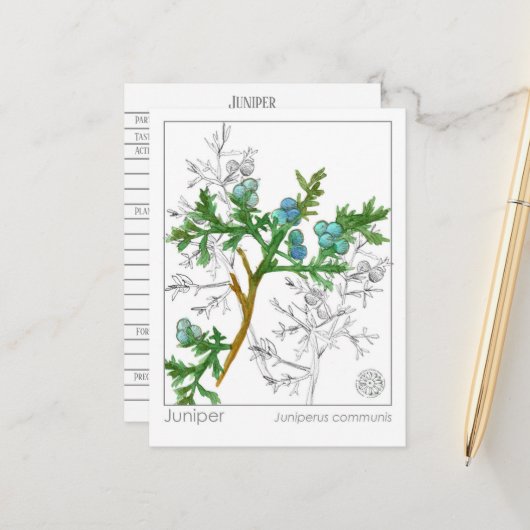 ジュニパーマテリアメディカモノグラフハーブ勉強 ポストカード (正面/裏面インサイチュ)