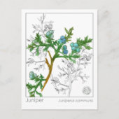 ジュニパーマテリアメディカモノグラフハーブ勉強 ポストカード (正面)