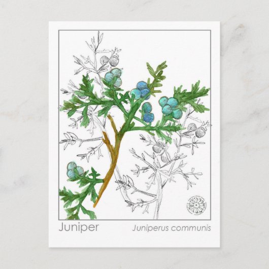 ジュニパーマテリアメディカモノグラフハーブ勉強 ポストカード (正面)