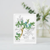 ジュニパーマテリアメディカモノグラフハーブ勉強 ポストカード (スタンド正面)