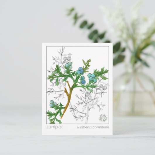 ジュニパーマテリアメディカモノグラフハーブ勉強 ポストカード (スタンド正面)