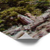 ジュニパー属と常緑樹 ポスター (角)